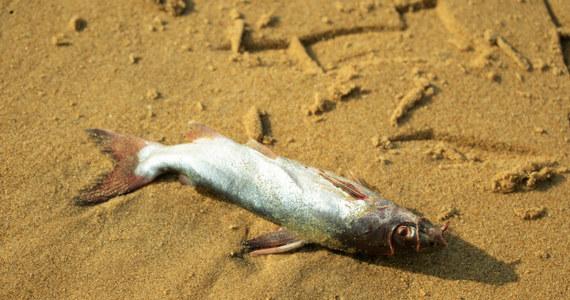 Panika na plażach Bretanii we Francji. Z niewiadomych powodów morskie fale wyrzucają na piasek dziesiątki tysięcy martwych ryb. Wszczęto dochodzenie w sprawie przyczyn tego niepokojącego zjawiska.