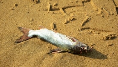 Tysiące martwych ryb na plażach we Francji. Dwie hipotezy specjalistów