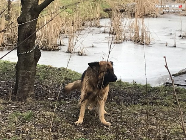 /Śląska policja /