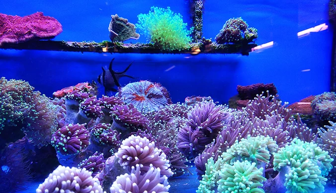Żywe koralowce w przesyłce z Indonezji. Uratowali je funkcjonariusze KAS