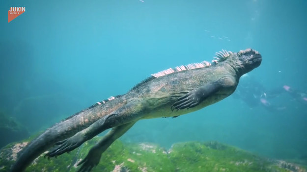To zdecydowanie nietypowy widok dla znawców podwodnych stworzeń. Nurkowie natknęli się na iguanę. Zobaczcie, jak majestatycznie prezentuje się pod wodą.