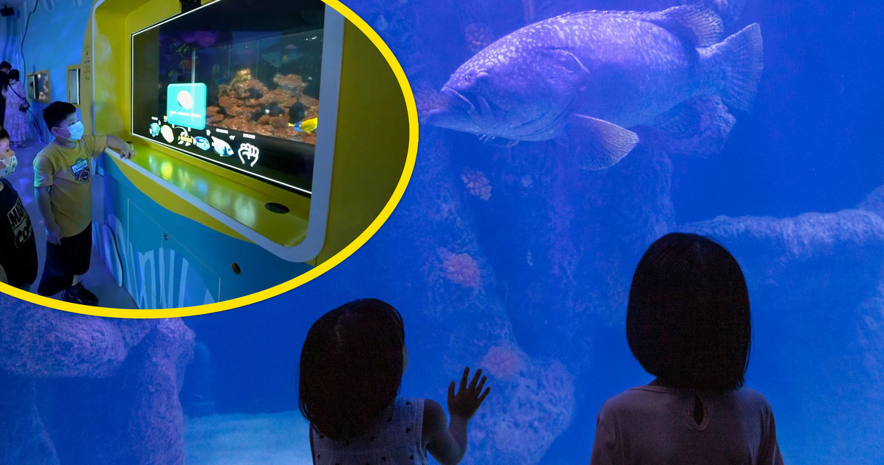 Akwaria w ogrodach zoologicznych i oceanariach zawsze pełne są wyjątkowych gatunków, od których trudno oderwać wzrok, tyle że bez specjalistycznej wiedzy trudno powiedzieć, na co w ogóle patrzymy - tu z pomocą przychodzi inteligentne AI Aquarium z opcją śledzenia wzroku użytkownika.