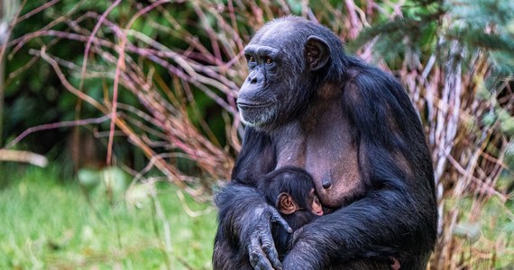 Zagrożony wyginięciem szympans zachodni urodził się w zoo w angielskim Chester. Według ekologów jest to „najrzadszy szympans na świecie”.