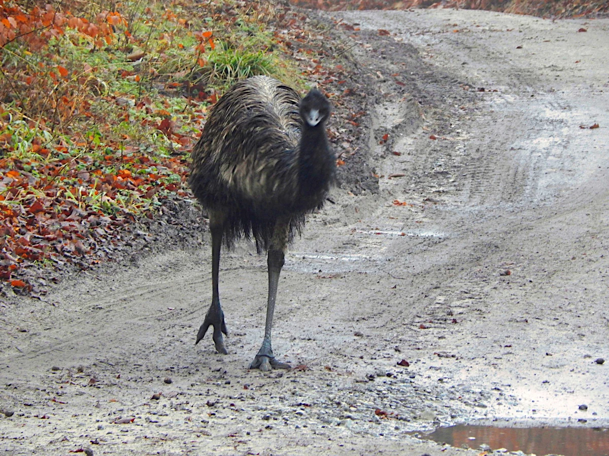 Egzotyczny ptak na początku grudnia uciekł z folwarku w Przęsocinie i zadomowił się w Puszczy Wkrzańskiej. Dla spacerowiczów stał się nie małą atrakcją, lecz nie powinniśmy się do niego zbliżać - podaje portal szczecin.naszemiasto.pl.