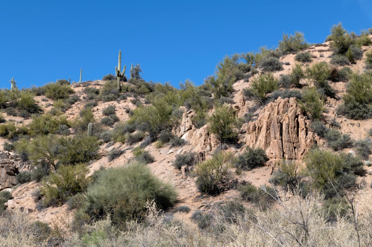 Działające od 2019 r. stowarzyszenie Matek Poszukujących na Sonorze (Madres Buscadoras de Sonora), znalazły na tej meksykańskiej pustyni ciała 1520 osób, zabitych przez kartele narkotykowe - podała organizacja, cytowana przez dziennik „La Nacion”.