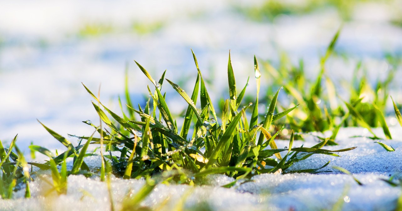 Tak pozbędziesz się mchu z trawnika. Jeden zabieg zmienia jakość murawy