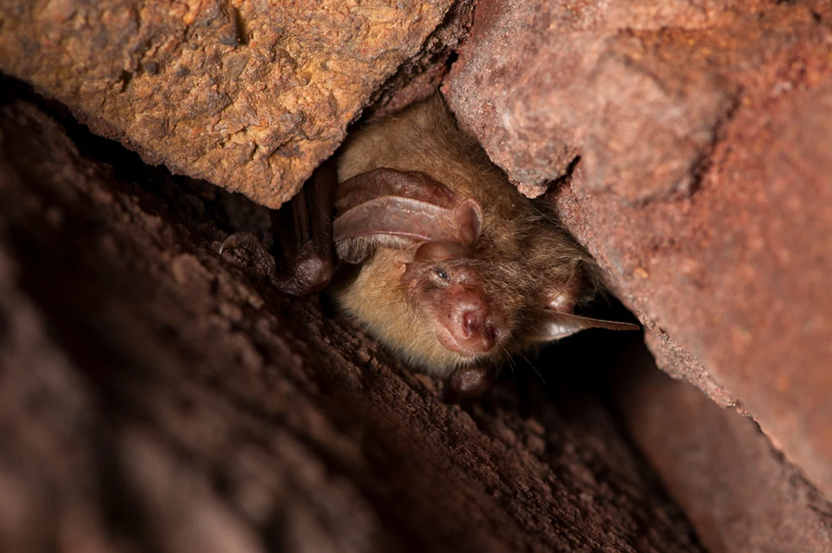 ​Już w najbliższy weekend naukowcy z Uniwersytetu Przyrodniczego we Wrocławiu wraz z chiropterologami (zajmują się badaniem nietoperzy) z całej Europy ponownie policzą nietoperze w Międzyrzeckim Rejonie Umocnionym. Czemu mają służyć ich obliczenia?