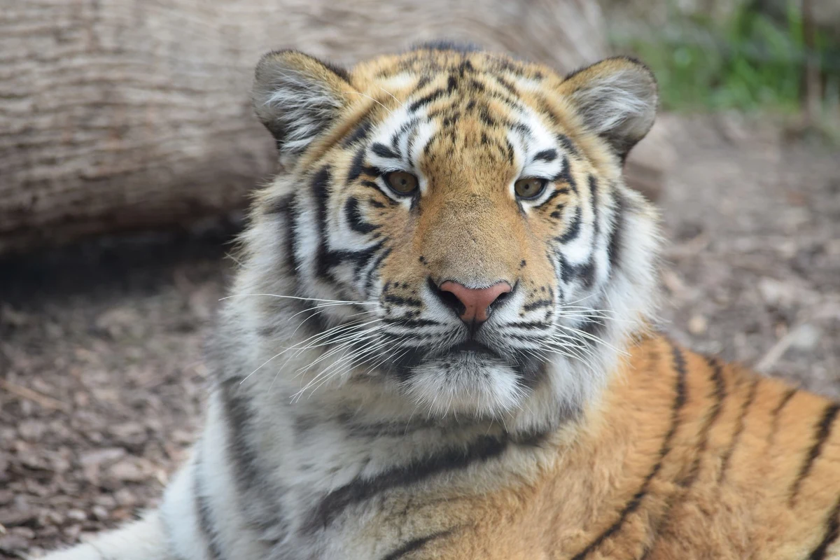 ​Budowę 6 pawilonów z aranżacją lasu tropikalnego, pustyni czy wybrzeża morskiego, gdzie zamieszkałyby zwierzęta występujące w tych środowiskach w naturze, zakłada koncepcja rozbudowy zoo w Płocku (Mazowieckie). Nowe obiekty ze strefą rekreacji miałyby powstać na zboczu położonej nad Wisłą skarpy.