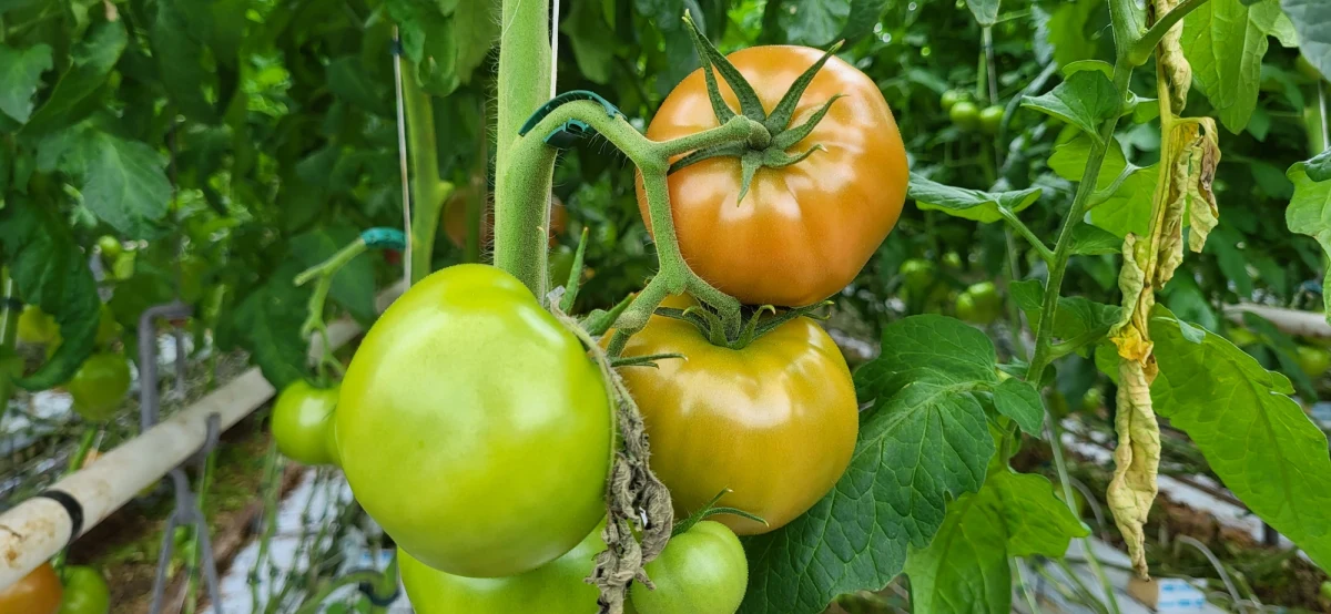 Ogrodnicy z Polski i zza granicy opóźnili rozsadę pomidora, a to oznacza, że w najbliższych tygodniach ich cena nie zmieni się znacząco. Wielu z nich z uwagi na wysokie koszty ogrzewania postanowiło nie rozpoczynać produkcji w grudniu, tylko przełożyć ją np. na luty. Co to oznacza dla klientów?