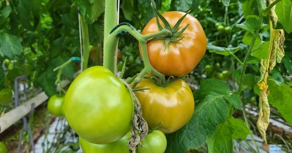 Ogrodnicy z Polski i zza granicy opóźnili rozsadę pomidora, a to oznacza, że w najbliższych tygodniach ich cena nie zmieni się znacząco. Wielu z nich z uwagi na wysokie koszty ogrzewania postanowiło nie rozpoczynać produkcji w grudniu, tylko przełożyć ją np. na luty. Co to oznacza dla klientów?