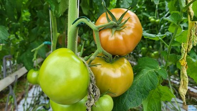 Plantatorzy opóźniają sadzenie pomidorów. "Może nas czekać klęska urodzaju"