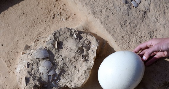 Liczące nawet 7500 lat skorupy strusich jaj znaleźli przy antycznym palenisku archeolodzy z Izraela.