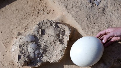 Skorupy strusich jaj przy palenisku. Mogą mieć nawet 7500 lat