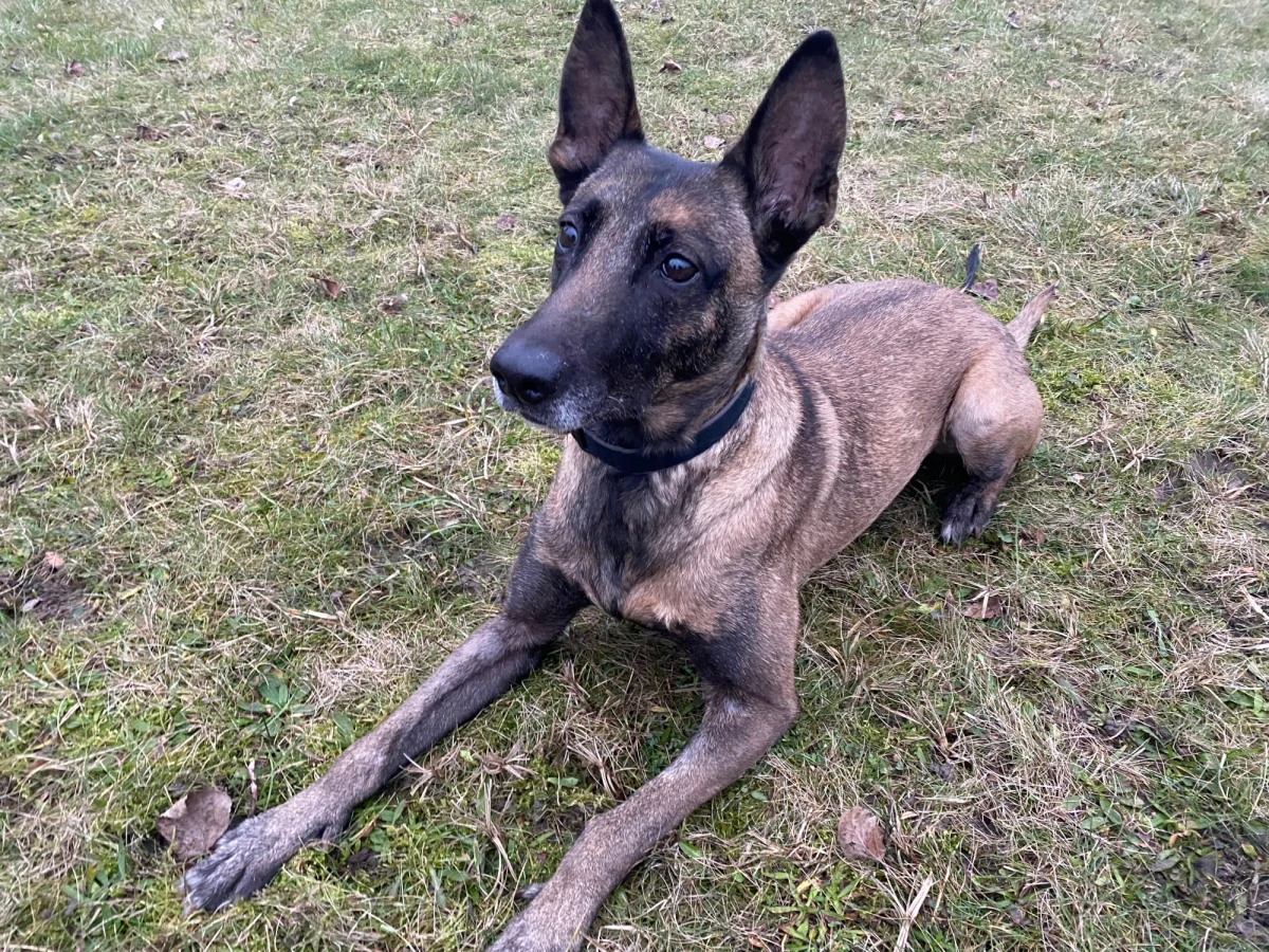 147 kilogramów - to rekordowa ilość narkotyków, jaką wykryła Kira. To owczarek belgijski malinois, który od dziewięciu lat służy w policji. I jak mówi st. asp. Agnieszka Bury, która zajmuje się Kirą, jej podopieczna nigdy się nie pomyliła.