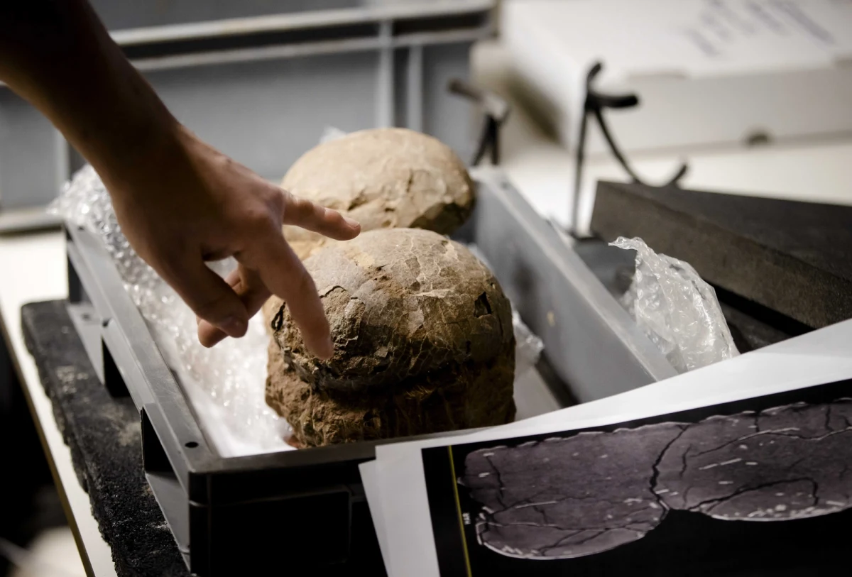 Muzeum geologiczne w holenderskim mieście Boxtel być może jest w posiadaniu niezwykle rzadkich jaj dinozaurów z embrionami w środku. Na to wskazują badania wykonane tomografem. 