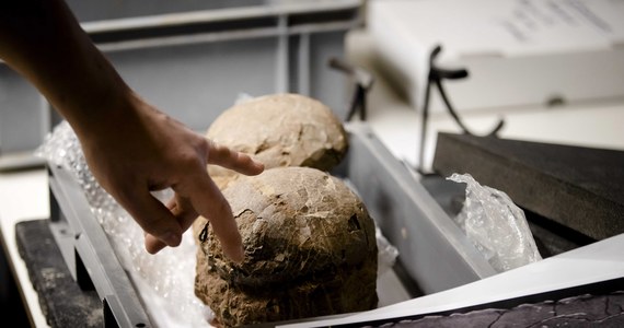 Muzeum geologiczne w holenderskim mieście Boxtel być może jest w posiadaniu niezwykle rzadkich jaj dinozaurów z embrionami w środku. Na to wskazują badania wykonane tomografem. 