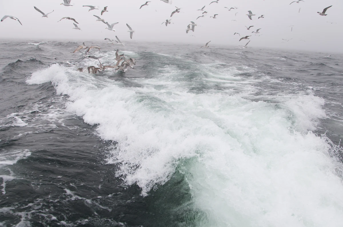 Ostrzeżenia drugiego i trzeciego stopnia przed sztormem w województwie zachodniopomorskim wydał Instytut Meteorologii i Gospodarki Wodnej. W środkowej części strefy brzegowej wiać ma w porywach do 10 w skali Beauforta, a w części zachodniej - do 9 w skali Beauforta.