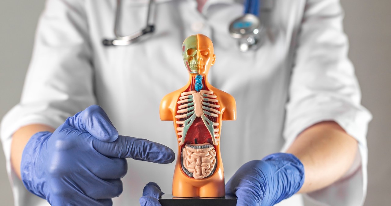 Trudny QUIZ z anatomii. Ile wiesz o własnym organizmie? Sprawdź!