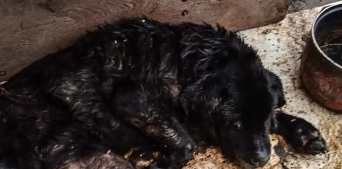 Policjanci i pracownicy fundacji OTOZ Animals z Elbląga próbowali ratować umierającego labradora. Skrajnie zaniedbananego psa znaleziono w jednej z miejscowości w gminie Stegna. Zwierzęcia nie udało się uratować. Jego właścicielowi grozi do 5 lat więzienia.