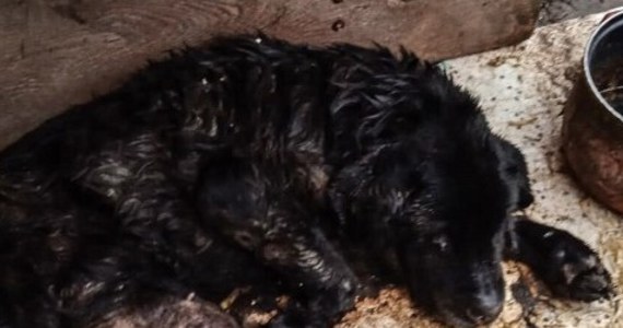 Policjanci i pracownicy fundacji OTOZ Animals z Elbląga próbowali ratować umierającego labradora. Skrajnie zaniedbananego psa znaleziono w jednej z miejscowości w gminie Stegna. Zwierzęcia nie udało się uratować. Jego właścicielowi grozi do 5 lat więzienia.