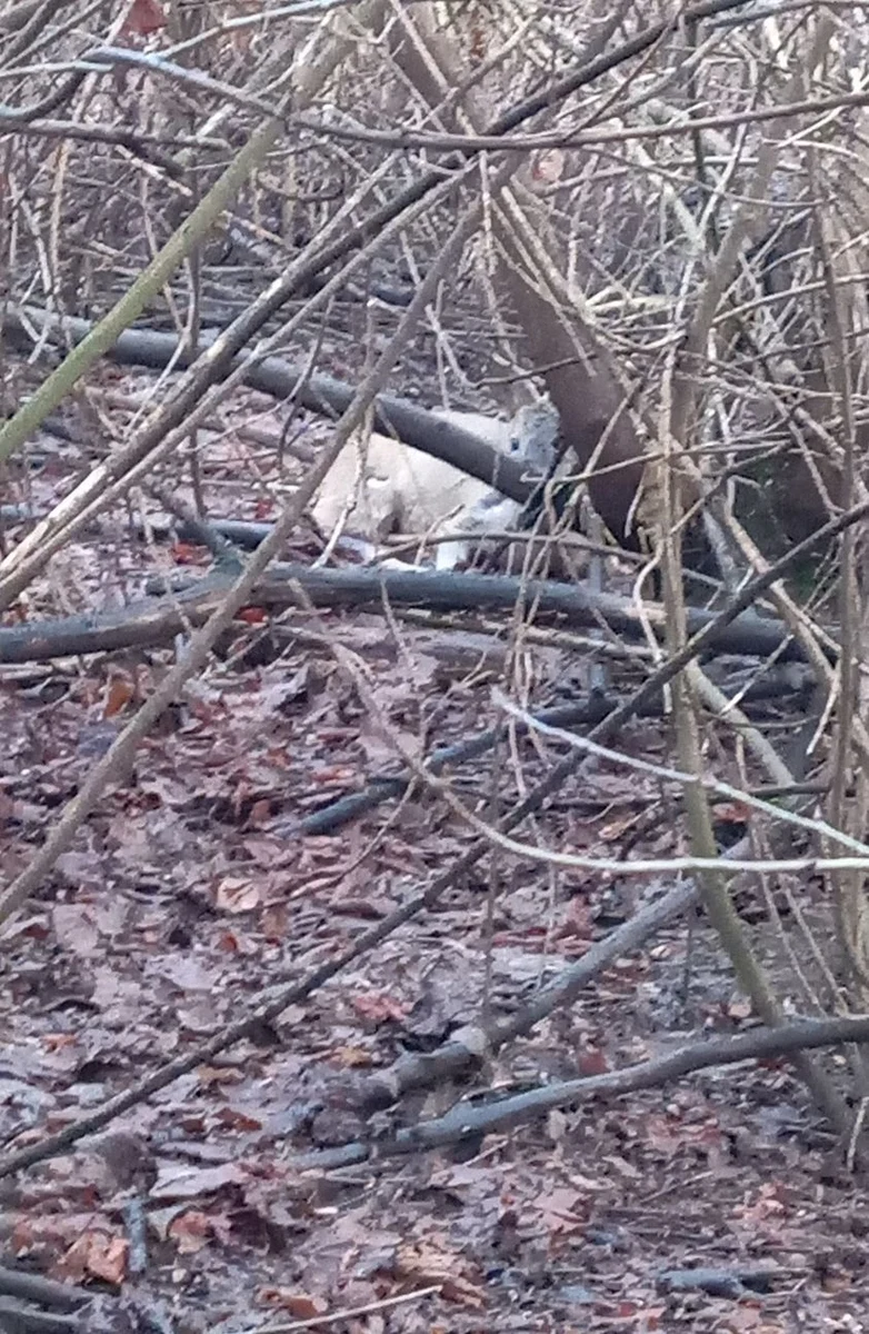 Ranna sarna leżała obok stacji paliw u zbiegu al. Pokoju i ul. Lema w Krakowie. Zaopiekowali się nią strażnicy miejscy i pracownicy Centrum Hodowlanego, którzy zabrali ją do ośrodka rehabilitacji dla dzikich zwierząt. 