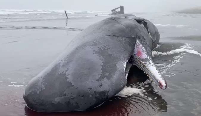 Martwy wieloryb na wybrzeżu. Leżał w ogromnej kałuży krwi