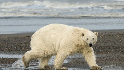 Tragedia na Alasce. Niedźwiedź polarny zabił kobietę i dziecko 