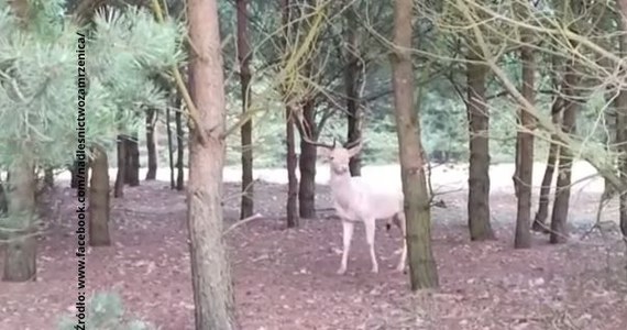 Chociaż daniele albinosy nie są szczególnie rzadkim zjawiskiem, to jego spotkanie ma przynosić szczęście. "Białego duszka" uchwyciła kamera w Borach Tucholskich, a zwierzę robi karierę w mediach społecznościowych.