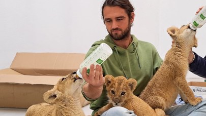 Poznańskie ZOO wystawiło na licytację WOŚP butelki, którymi karmione były ukraińskie lwy