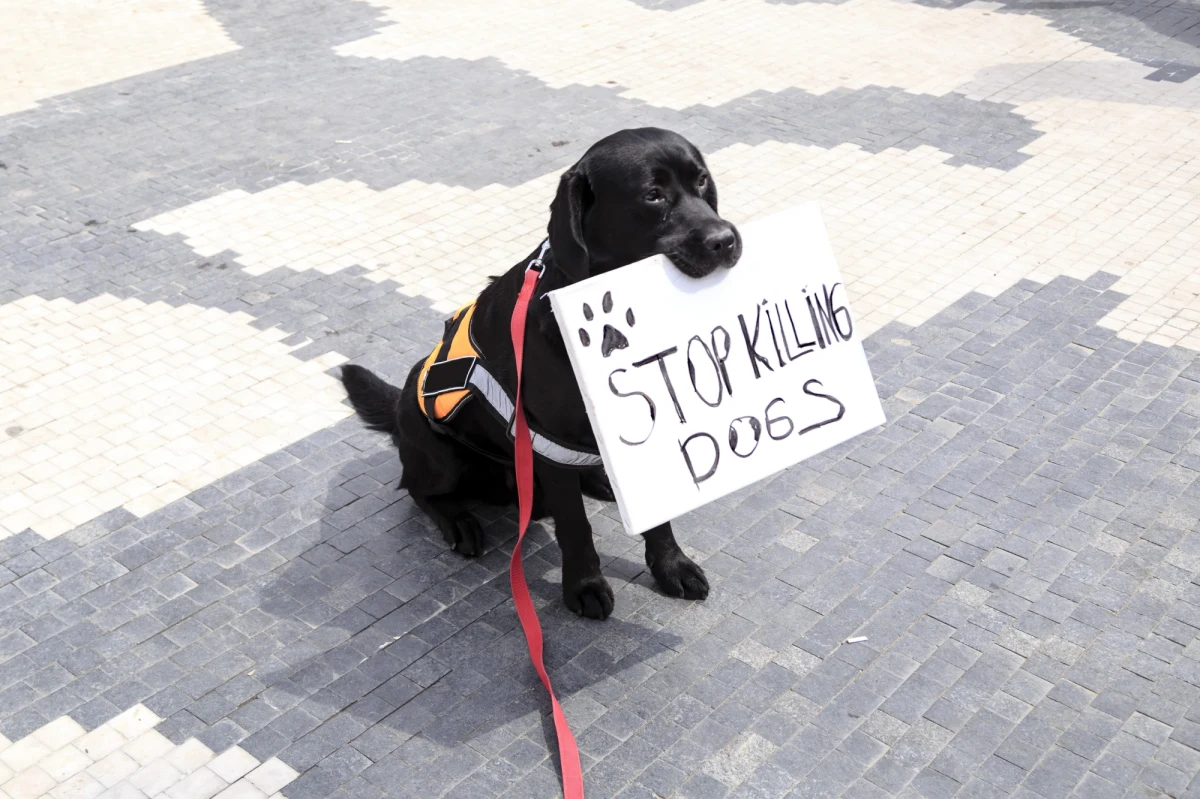 Nawet do pięciu lat więzienia grozi 68-latkowi z Wierzbicy, który pięścią ogłuszył, a następnie zakopał dwa młode psy. Nie udało się ich uratować. Mężczyzna twierdził, że nie stać go na wyżywienie wszystkich zwierząt, jakie posiada.

