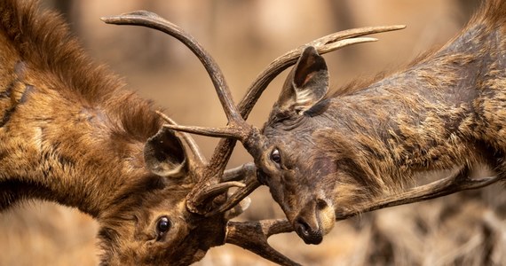 Poznański ogród zoologiczny podzielił się niesamowitą wiadomością. Powiększyła się rodzina sambarów kropkowanych. To wyjątkowo rzadkie zwierzęta.