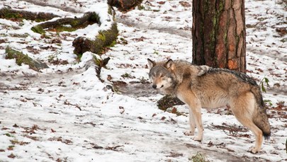Martwy wilk znaleziony na polu. Sprawą zajmie się prokuratura