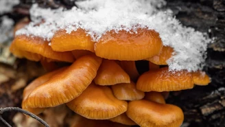 Te grzyby rosną w polskich lasach zimą. Wystarczy wiedzieć, gdzie szukać
