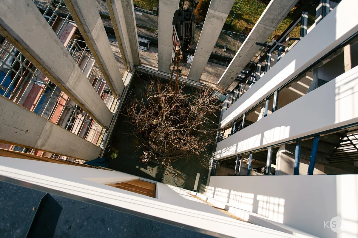 Sukcesem zakończyły się przenosiny 10-letniego platanu klonolistnego. Drzewo będzie rosło wewnątrz Hali Sportowej AGH, która zostanie oddana do użytku w tym roku.

 