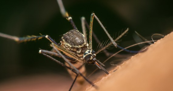 Zwrot w sprawie Oddziału Chorób Tropikalnych i Pasożytniczych Szpitala Klinicznego w Poznaniu. Krajowy konsultant w dziedzinie medycyny morskiej i tropikalnej zawiadomił o likwidacji oddziału między innymi Biuro Bezpieczeństwa Narodowego oraz Ministerstwo Zdrowia. 