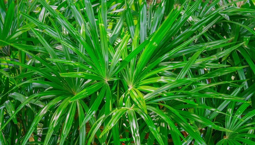 Las plantas son una gran idea para el día de la abuela y el abuelo