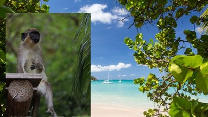 Karaibski raj chce uśmiercić małpy, które rozmnożyły się na wyspie
