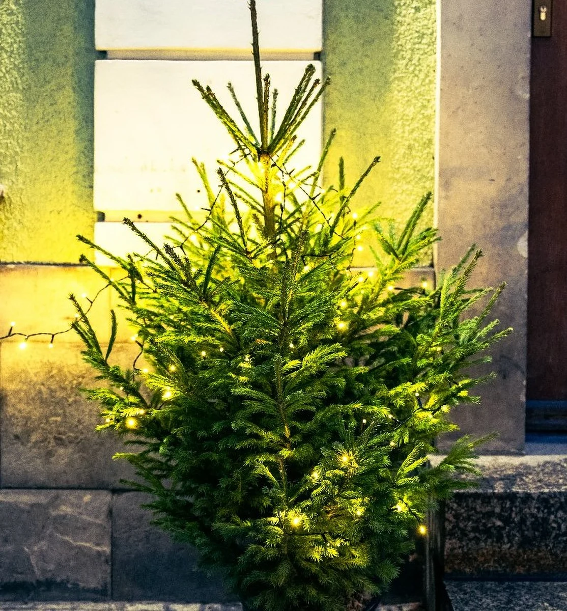 Piątek (20 stycznia)  będzie ostatnim dniem akcji przyjmowania przez Zarząd Zieleni Miejskiej w Poznaniu żywych choinek w doniczkach. Zebrane drzewka zostaną posadzone w różnych częściach miasta - informuje poznański magistrat.