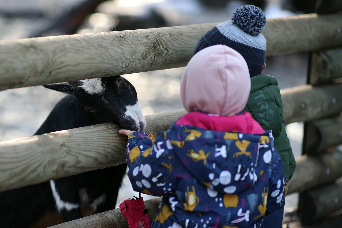 Uczniowie z województwa małopolskiego rozpoczną ferie już 30 stycznia i potrwają one do 12 lutego. W tym czasie krakowskie zoo przygotowało zimowy program zwiedzania dla uczniów. Sprawdźcie, jakie atrakcje znajdziecie w parku zoologicznym w Krakowie.