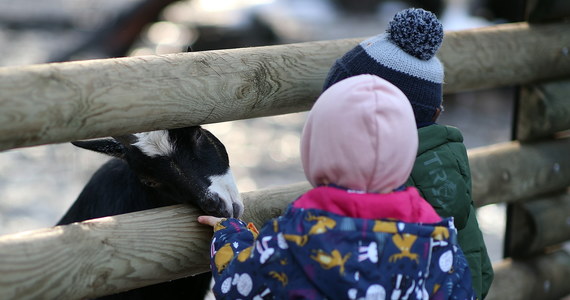 Uczniowie z województwa małopolskiego rozpoczną ferie już 30 stycznia i potrwają one do 12 lutego. W tym czasie krakowskie zoo przygotowało zimowy program zwiedzania dla uczniów. Sprawdźcie, jakie atrakcje znajdziecie w parku zoologicznym w Krakowie.