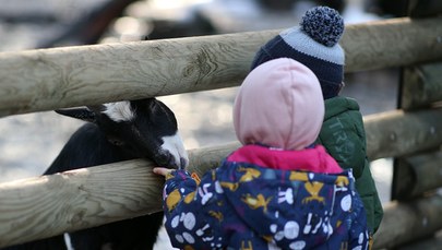 ​Ferie w krakowskim zoo: Wiele atrakcji dla dużych i małych