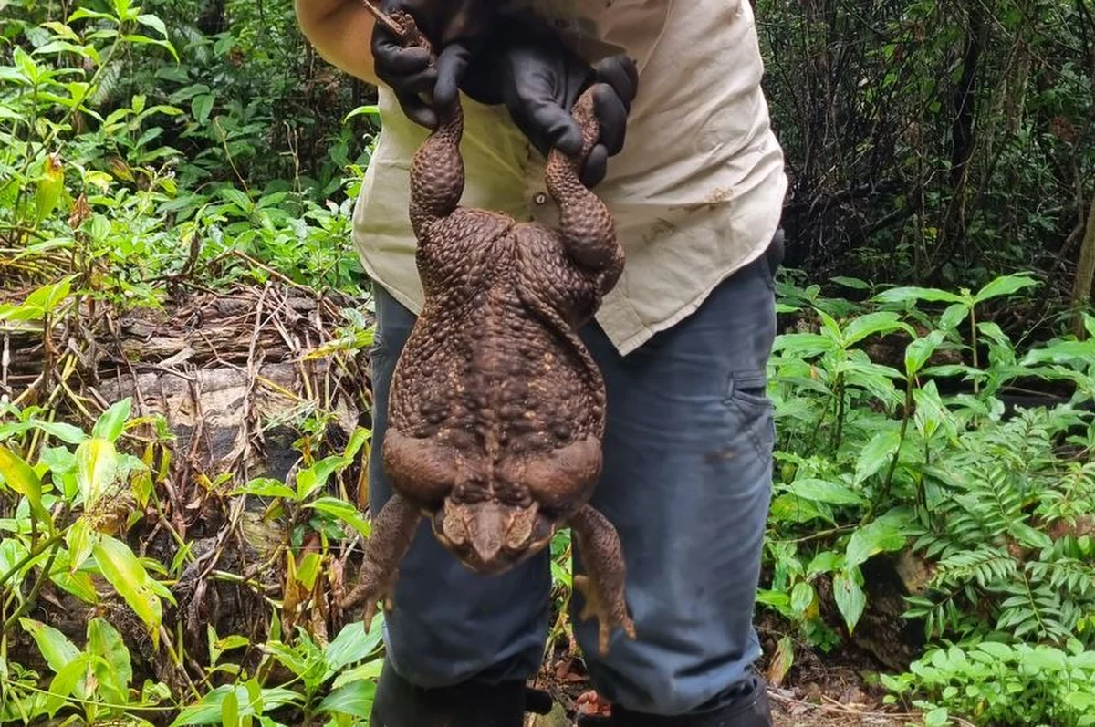 Gigantycznych rozmiarów ropucha została znaleziona w lasach tropikalnych w północnej Australii. Potwór jest sześć razy większy od swoich pobratymców i waży 2,7 kg. 