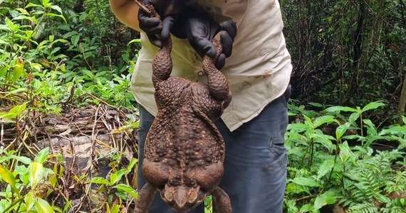 Gigantycznych rozmiarów ropucha została znaleziona w lasach tropikalnych w północnej Australii. Potwór jest sześć razy większy od swoich pobratymców i waży 2,7 kg. 