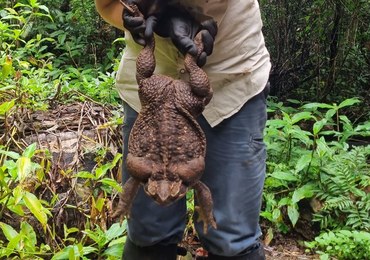 Ropucha gigant. Waży 2,7 kilograma [FILM I ZDJĘCIA]