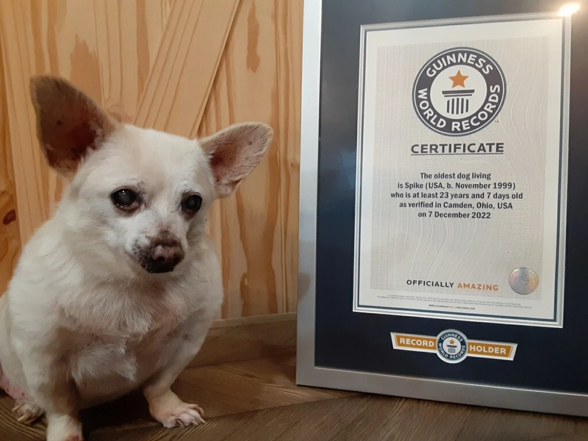 Spike, mieszkaniec chihuahua z Ohio w USA, został uznany przez Księgę Rekordów Guinnessa za najstarszego żyjącego obecnie psa na świecie. Zwierzę ma ponad 23 lata.