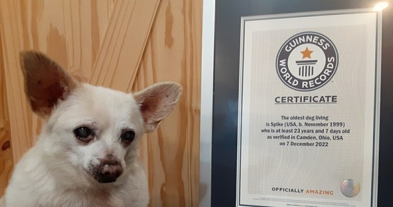Spike, mieszkaniec chihuahua z Ohio w USA, został uznany przez Księgę Rekordów Guinnessa za najstarszego żyjącego obecnie psa na świecie. Zwierzę ma ponad 23 lata.