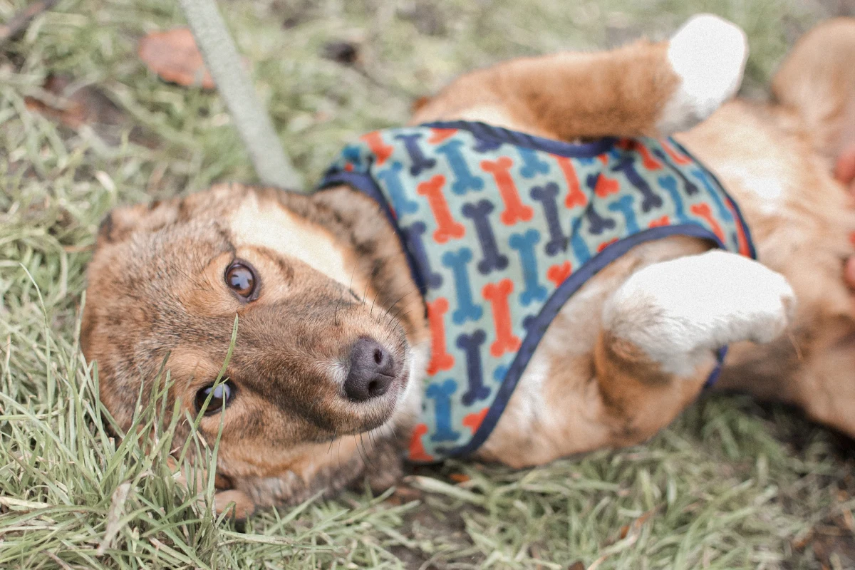 Już jutro, w niedzielę 22 styczna dzień otwarty wrocławskiej Ekostraży. Organizacja zaprasza na niego między innymi osoby myślące o adopcji zwierzaka lub zastaniu wolontariuszem. 