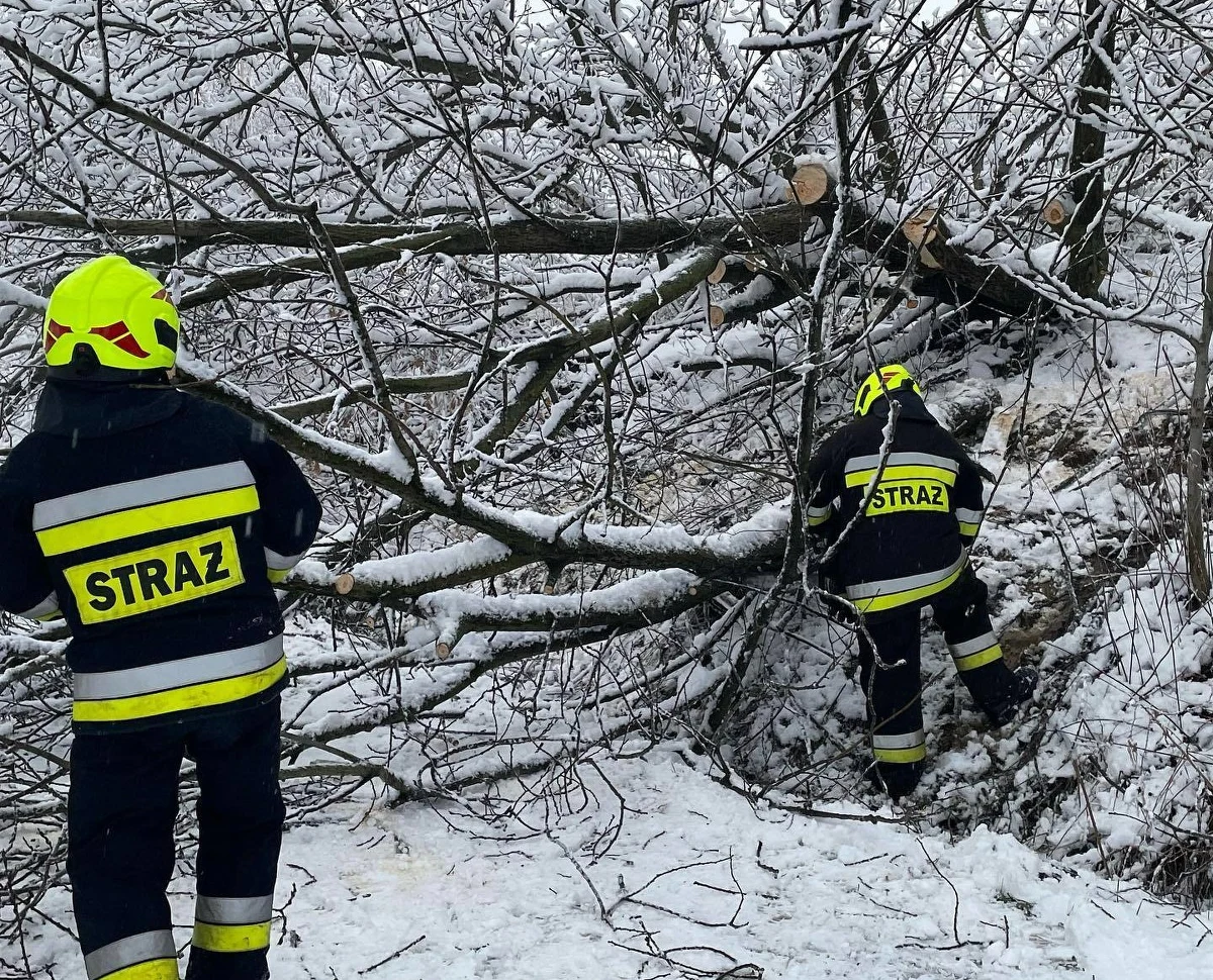 650 razy wyjeżdżali w sobotę strażacy do usuwania skutków intensywnych opadów śniegu na Podkarpaciu. Jak przekazał rzecznik podkarpackiej straży pożarnej bryg. Marcin Betleja, działania polegały głównie na usuwaniu konarów, gałęzi oraz drzew, które runęły pod naporem śniegu.