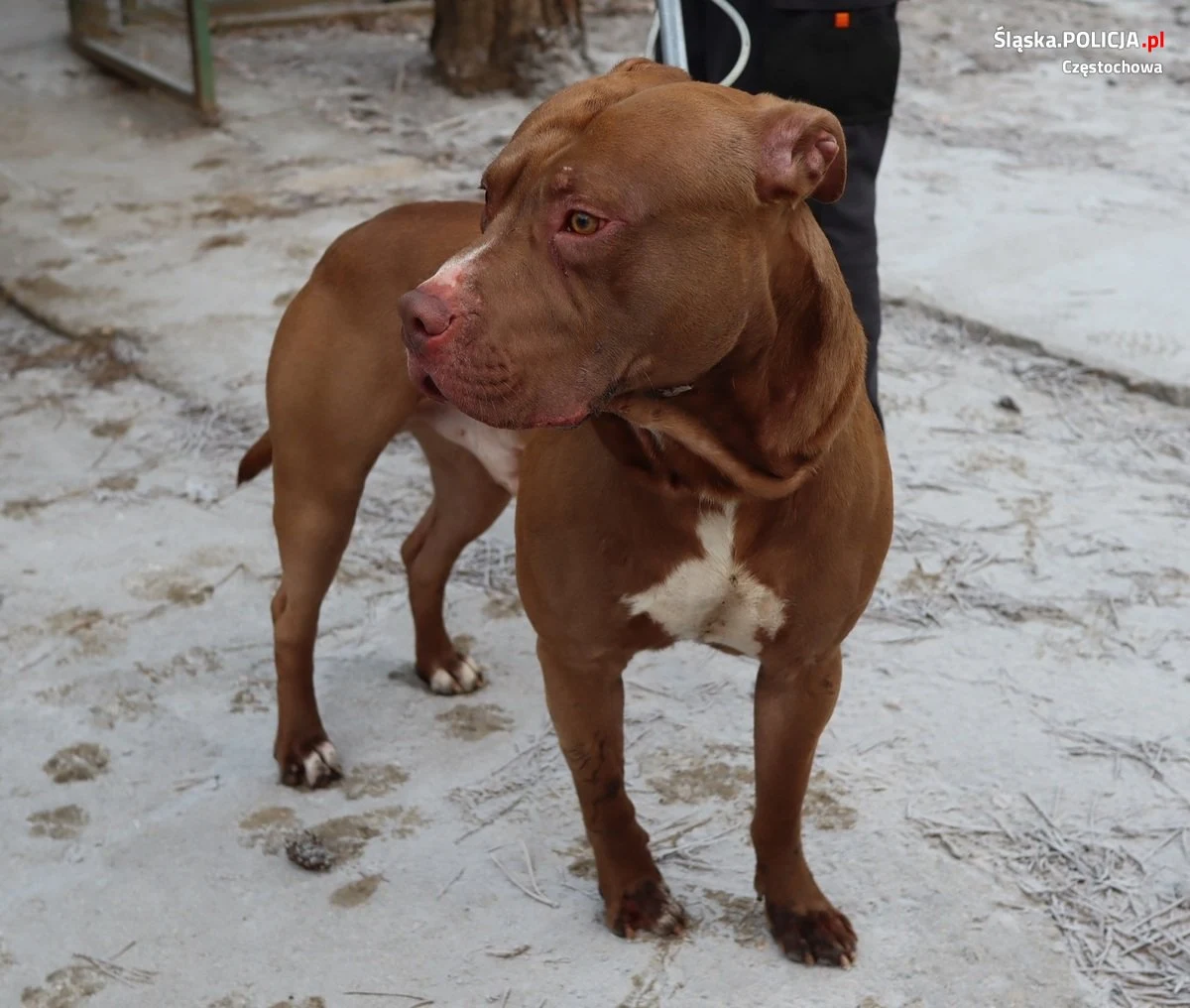 Sąd zdecyduje jaką karę wymierzyć właścicielom groźnego psa z Częstochowy. Tamtejsza policja ustaliła już do kogo należy amstaf, który na ulicy atakował inne psy. Jak się okazało, wcześniej zdarzył się już podobny przypadek.