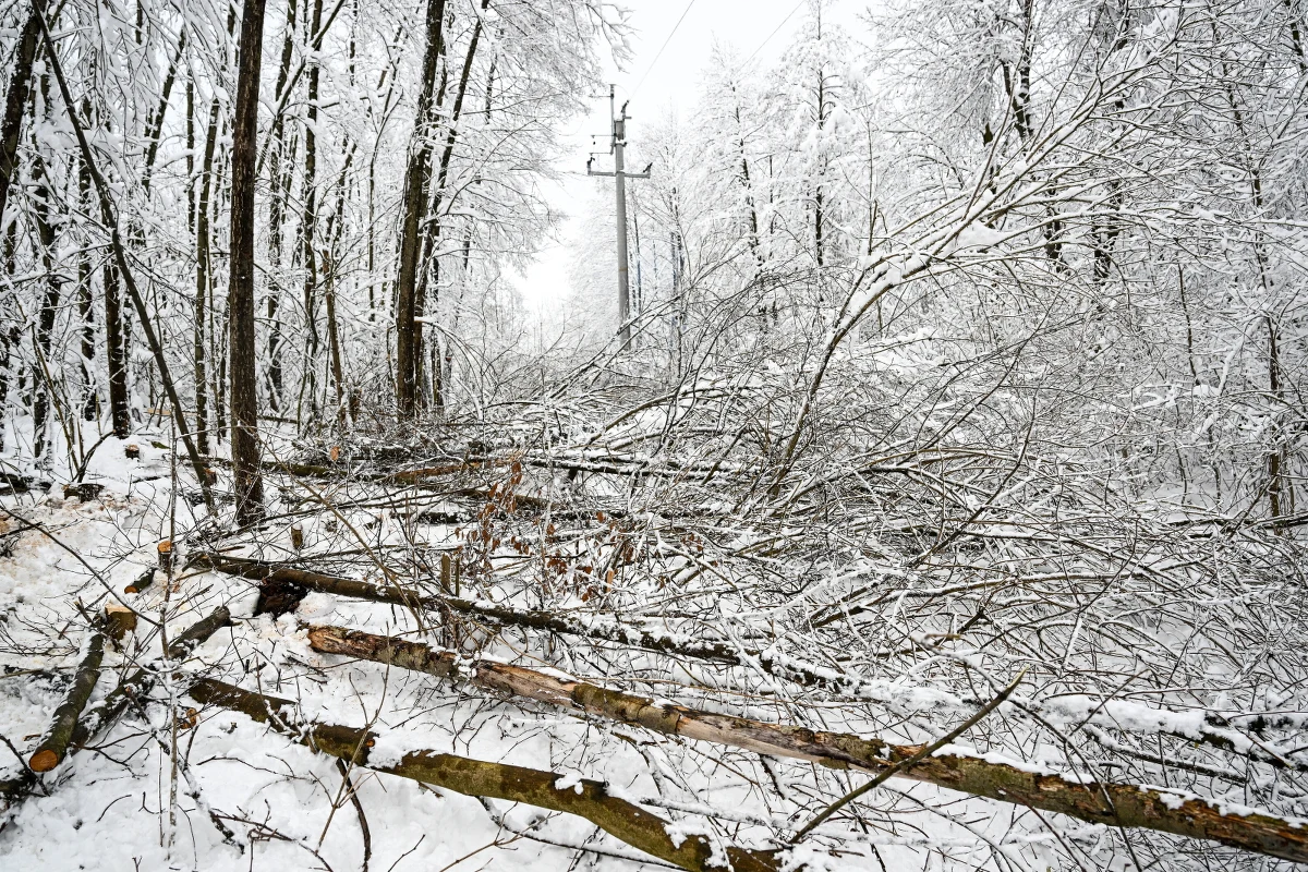 W ciągu kilku godzin wszyscy powinni mieć już prąd na Podkarpaciu – obiecują energetycy. W sobotę po ataku zimy prądu nie miało w najtrudniejszym momencie 115 tysięcy odbiorców. 